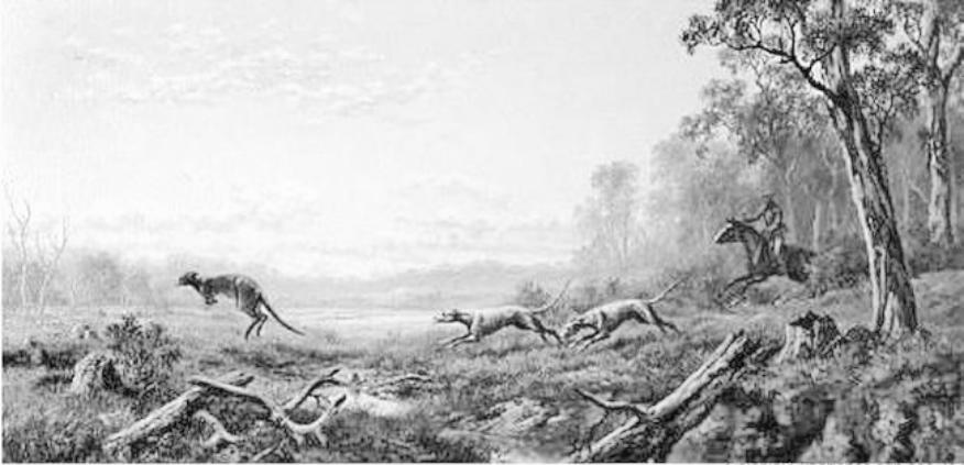 Kangaroo hunt early Australia - the chase